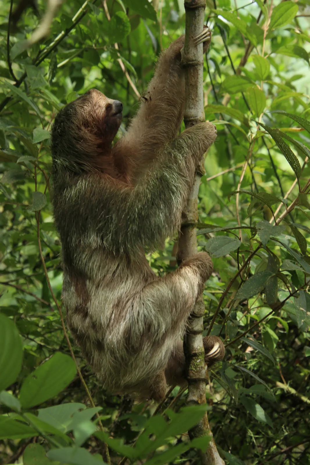 Brown sloth resting in the tropical rainforest of Costa Rica