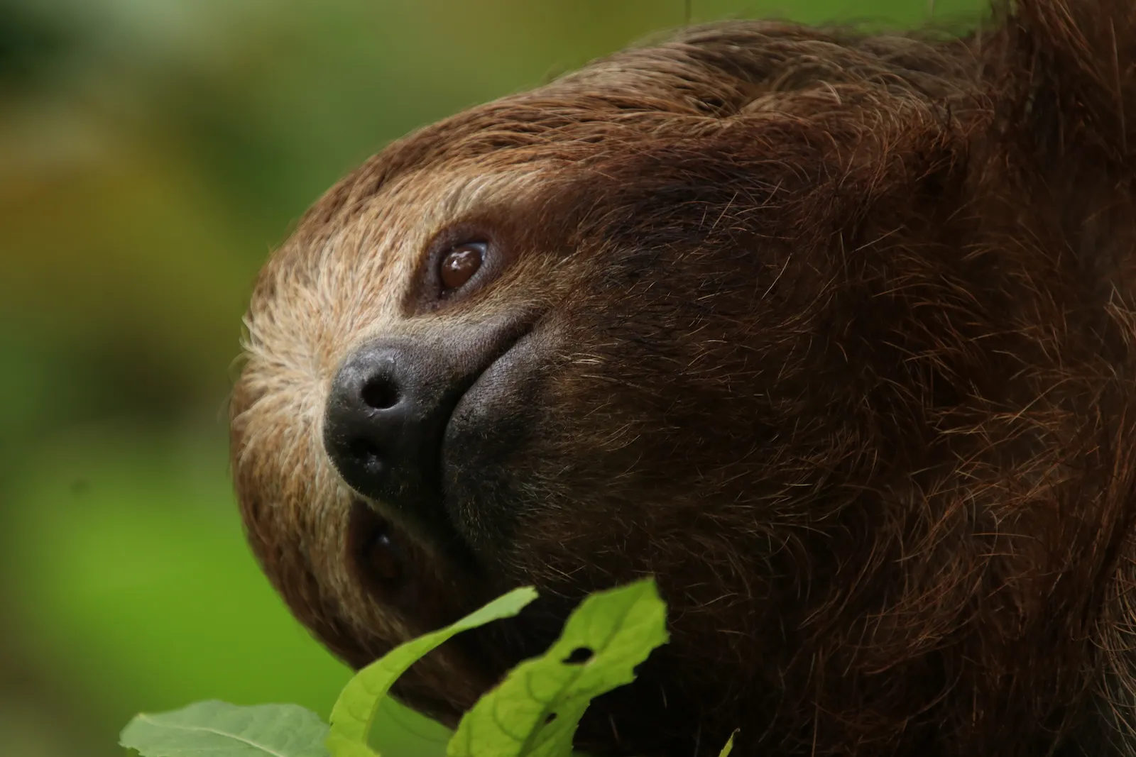 Brown sloth resting in the tropical rainforest of Costa Rica