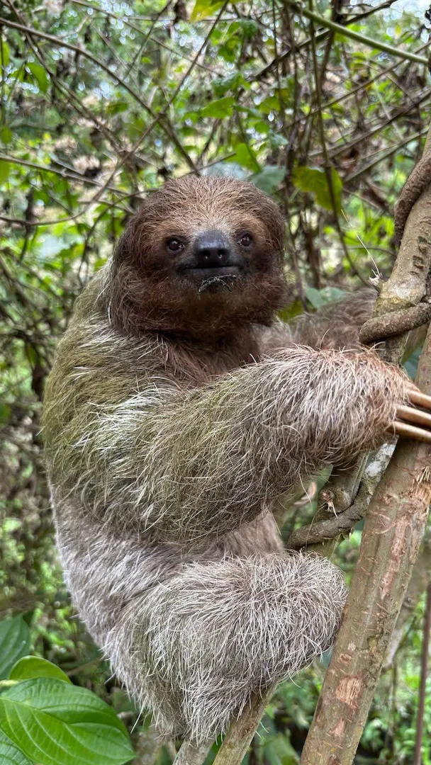 Close-up sloth encounter on private tour, Costa Rica