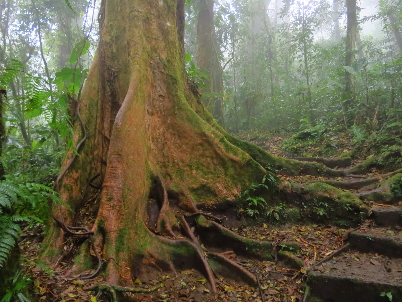 Massive rainforest tree beside a quiet hiking trail in Costa Rica