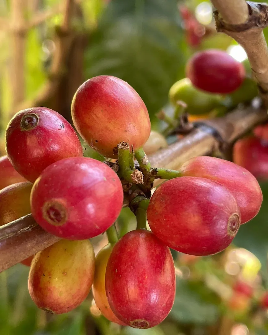 Monteverde Hanging Bridges and Coffee Tour private tour in Guanacaste, Costa Rica