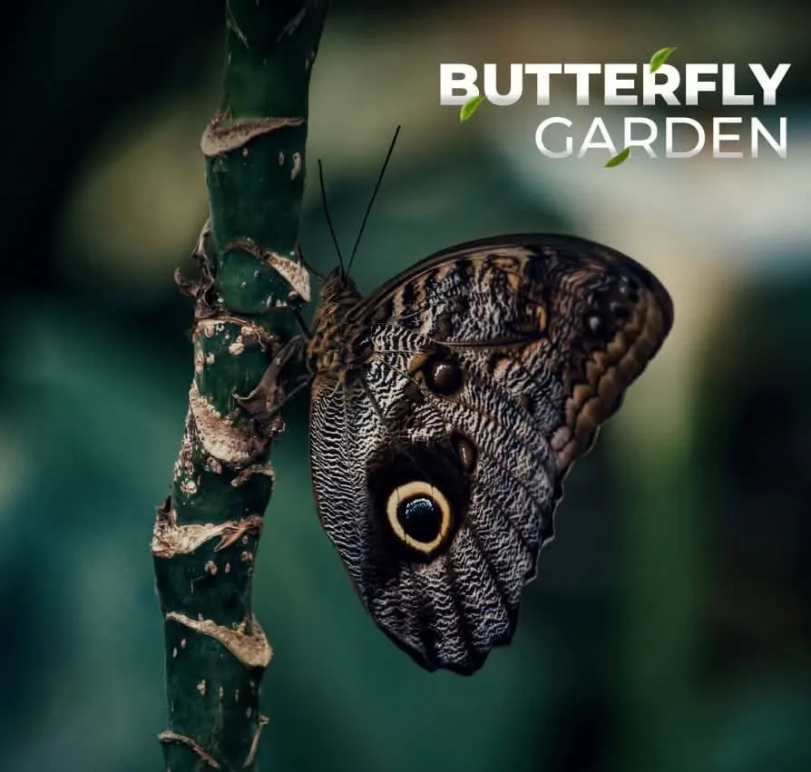 Butterfly garden at Monteverde, Costa Rica
