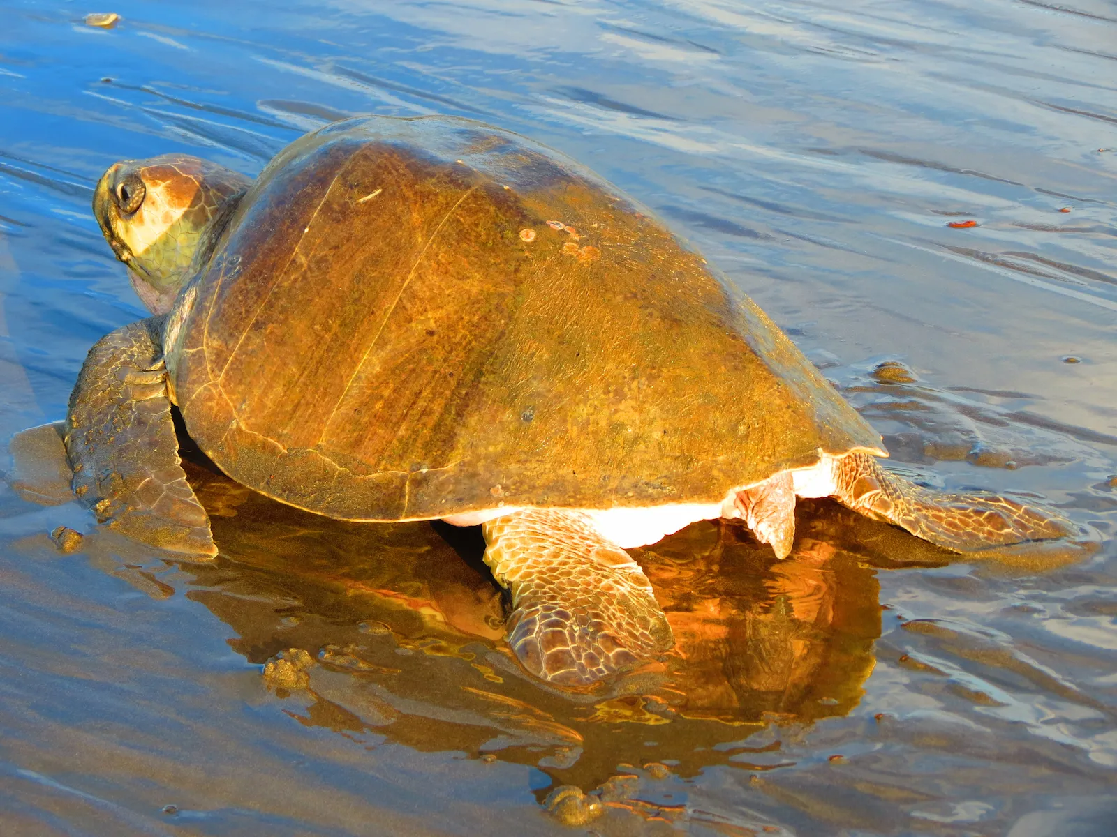 Sea turtle resting in shallow coastal water in Costa Rica.
