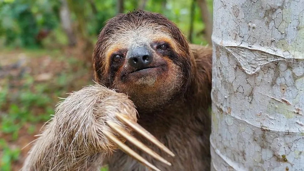 Wildlife encounters Costa Rica sloths monkeys