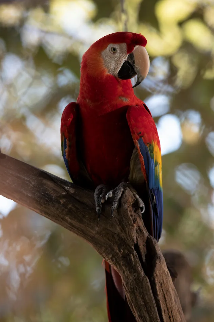 Scarlet macaw and tropical birds at Las Pumas Wildlife Center